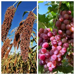 EDDHA Fe 6% <span class=keywords><strong>Engrais</strong></span> micronutritif à base de fer chélaté, microgranulés <span class=keywords><strong>pour</strong></span> l'agriculture, prévient la chlorose, CAS 16455-61-1 - Product Image 2