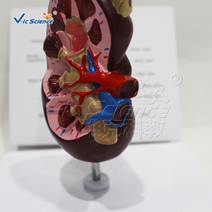 Modello Anatomico del Renino per Scienza Medica e Anatomia - Product Image 2