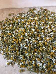 High Quality Egyptian Chamomile <b>Flowers</b> FD <b>Dried</b> Strictly Supervised Raw Processing Immediate Shipment Single Spices Herbs El - Product Image 4