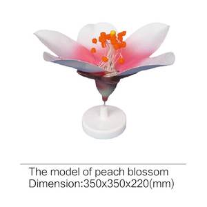 Modelo de <span class=keywords><strong>Flor</strong></span> de Melocotón de Alta Calidad <span class=keywords><strong>con</strong></span> Exhibición para la Enseñanza de Biología y Ciencias en la Escuela - Product Image 2