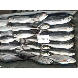 All horse mackerel suppliers in china horse mackerel frozen fish trachurus murphyi frozen horse mackerel fish