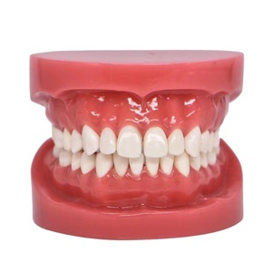 <span class=keywords><strong>Modelo</strong></span> de cepillado Dental para niños, 1/2 <span class=keywords><strong>modelo</strong></span> <span class=keywords><strong>estándar</strong></span>, para enseñanza oral y corrección de cepillado - Product Image 1