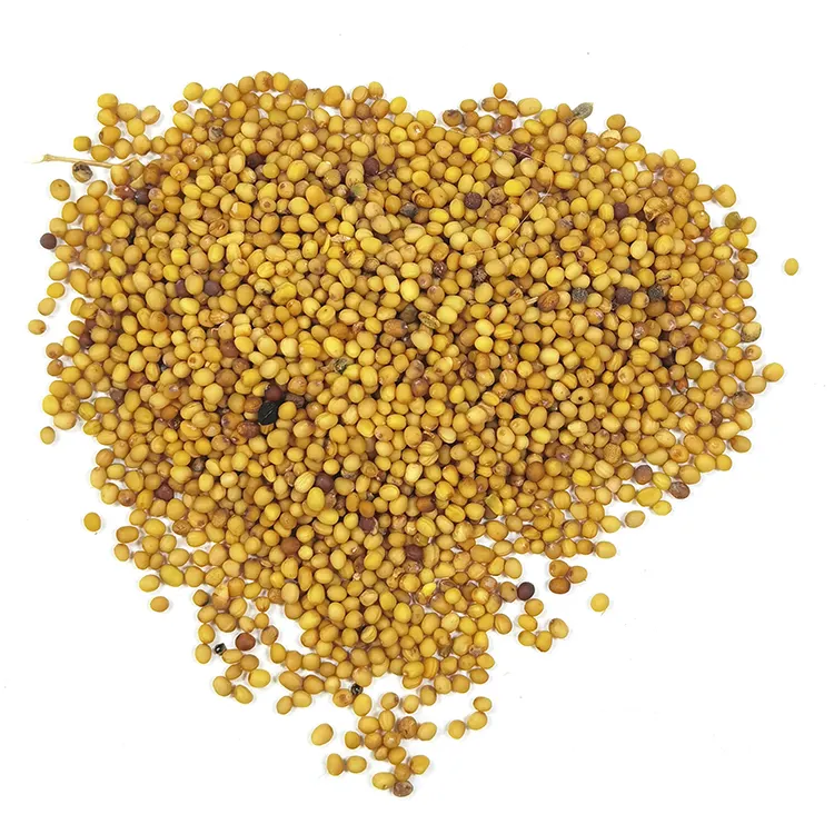 Manufacturer Best Price High Quality Fresh Yellow Mustard Seeds With Pre-Packed Or In Bulk
