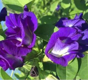 Flores de Ternatea Secas Naturales de 1 kg de Thai Supply, Flores de Ternatea para Té - Product Image 5