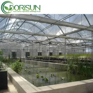 Kích thước lớn đường hầm cao hydroponics hệ thống kinh tế đa-span nông nghiệp nhà kính khung cho cà chua trồng rau