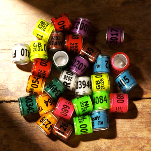 <span class=keywords><strong>Bague</strong></span> de patte pour <span class=keywords><strong>pigeon</strong></span> multicolore 2026 avec boucles d'oreilles, en plastique réutilisable, 0,5g, pour courses de pigeons - Product Image 1