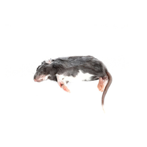 Rat déshydraté de qualité export, proie entière pour la faim des hiboux-grossiers, des faucons et des pythons-boas - Product Image 1