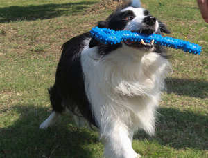 Kinghon Large Pull Ring <strong>Bone</strong> <strong>Dog</strong> Toy Pet Teeth Grinding Stick with Thorn <strong>Dog</strong> Interactive Training Pet Chew Toys for <strong>Dogs</strong> - Product Image 5