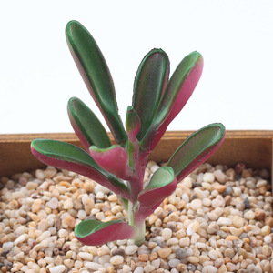 Faible quantité minimale de commande <span class=keywords><strong>pas</strong></span> <span class=keywords><strong>cher</strong></span> vert artificiel <span class=keywords><strong>Mini</strong></span> bonsaï succulentes succulentes à vendre - Product Image 5