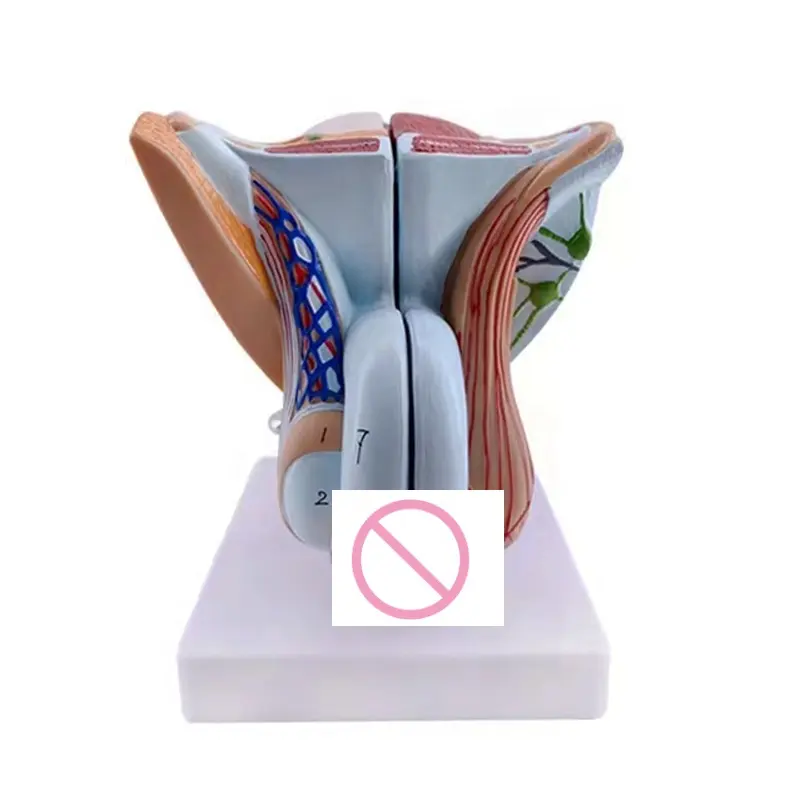 Male Internal and External Genital Organ Model,Penis Anatomy Model