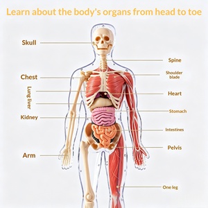 Jouet éducatif en plastique pour enfants, puzzle cognitif STEM, assemblage d'organes et d'os, modèle du <span class=keywords><strong>corps</strong></span> <span class=keywords><strong>humain</strong></span> pour 0-3 mois - Product Image 4