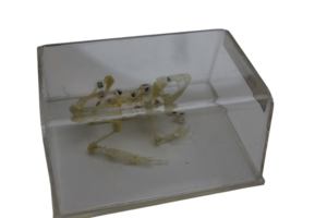 Spécimen d'éducation de marketing direct du fabricant spécimen biologique modèle de <span class=keywords><strong>squelette</strong></span> de <span class=keywords><strong>grenouille</strong></span>, spécimen de <span class=keywords><strong>squelette</strong></span> de <span class=keywords><strong>grenouille</strong></span> - Product Image 5