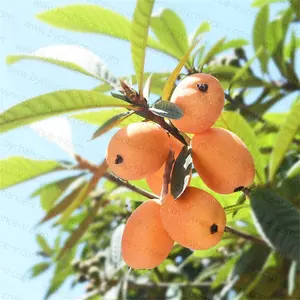 派对活动桌水果整理用品栩栩如生的人造热带水果人造水果假枇杷水果Eriobotrya japonica