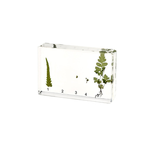 Collection de spécimens botaniques professionnels pour la <span class=keywords><strong>recherche</strong></span> et l'éducation - Product Image 2