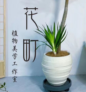 Patrón <span class=keywords><strong>horizontal</strong></span> Planta verde al aire libre Decoración de hotel <span class=keywords><strong>Maceta</strong></span> grande de arcilla de magnesio - Product Image 5
