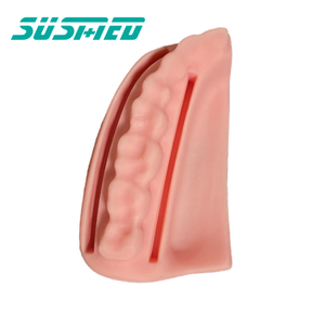 Modello di ausili didattici in Silicone modello dentale per studenti di medicina modello dentale - Product Image 1