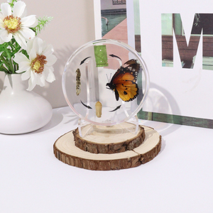 Hot Bán Nhựa Trong Suốt Động Vật Côn Trùng Cuộc Sống Chu Kỳ của Bướm Mẫu Giáo Dục Đồ Chơi Cho Nhà Học Tập - Product Image 5