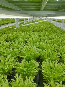 Système hydroponique multicouche intelligent à flux et reflux 4X8 pieds avec lampes de culture LED à spectre complet, pompe et circulation d'eau automatisée - Product Image 5