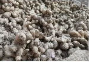 Raíces de Jengibre Negro Joven 100% Natural de Alta Calidad |   Uso Múltiple Fresco y Versátil |   Empaque Personalizado al por Mayor 100kg KAMADHEI | - Product Image 5