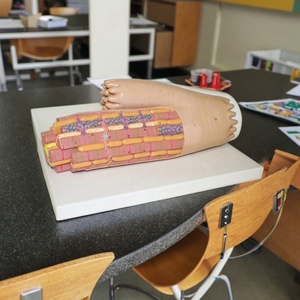 Modelo de Tejido Muscular Cardíaco Humano, Modelo de Microestructura del Miocárdio Altamente Detallado para Educación y Entrenamiento Médico, con ISO y CE - Product Image 6