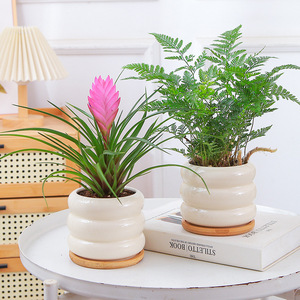 Podocarpus en Maceta, Vegetación Hidropónica, Pequeño Bambú Ciprés, Plantas de Escritorio para Oficina, Fácil Cuidado, Estilo Americano Moderno Minimalista - Product Image 2