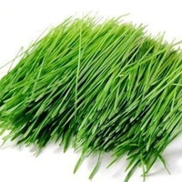 Livraison directe de poudre de pousses d'orge et de farine d'orge de haute qualité, naturelle et premium