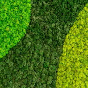 Fresh Real Natural Preserved <strong>Moss</strong> <strong>for</strong> Wall Decoration - Product Image 3