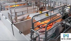 Lit de maternité pour porcelets, enclos de gestation pour truies, box de mise bas pour truies, cage de mise bas pour truies, lit de maternité pour porcelets - Product Image 4