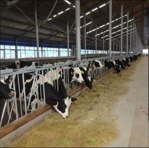 Capannone per allevamento di pollame struttura prefabbricata in acciaio per costruzione casa struttura in acciaio per mucca di pollo - Product Image 5