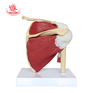 Modèle de muscle de l'articulation de l'épaule, en PVC, avec os mobiles, modèle d'articulation de l'épaule pour l'enseignement médical des adultes - Product Image 1