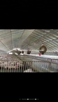 Ventilateur de pulvérisation pour serre, serre agricole, fleurs d'été, basse température