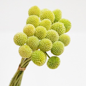Arrangements de bouquets de plantes <span class=keywords><strong>séchées</strong></span> naturelles Craspedia Globosa, <span class=keywords><strong>fleurs</strong></span> <span class=keywords><strong>séchées</strong></span> jaunes Billy Buttons, bouquets décoratifs - Product Image 4