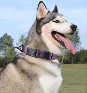 कुत्ते के प्रशिक्षण के लिए समायोज्य भारी शुल्क धातु बकल नरम पॉलिएस्टर/नायलॉन सामग्री - Product Image 3