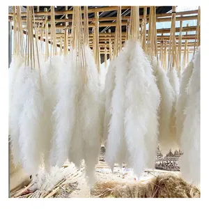 L Boho Wedding Arrangement Decor Long Plumes Preserved Pink Beige Reed Pampasgras Bleached White Fluffy Large Dried Pampas Grass