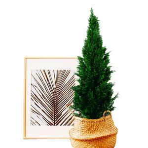 Proveedor de plantas artificiales, árbol de Navidad falso, ciprés <span class=keywords><strong>italiano</strong></span> de imitación, ciprés artificial para Decoración - Product Image 1