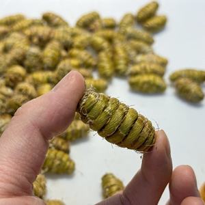 Dendrobium Officinale en Gros, Spécialité de l'Anhui, Tiges Séchées 500g, Substances Gélatineuses Épaisses, Poudre Broyable, Approvisionnement Direct - Product Image 4