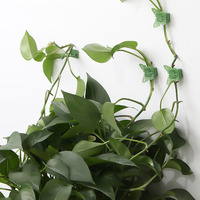 10 clips pour plantes, fixations murales pour plantes grimpantes, crochets auto-adhésifs pour plantes, légumes, jardin, support de fixation