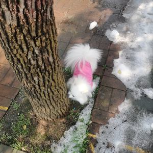 Kaus anjing kustom Oem rompi hewan peliharaan katun Solid pakaian hewan peliharaan pakaian musim panas lembut bernapas hadiah ulang tahun harga murah - Product Image 5