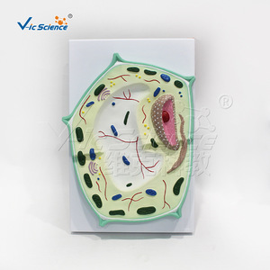 Modèle de cellule végétale VIC-B014 : Structure anatomique grossie des cellules et des tissus pour l'enseignement biologique - Product Image 1