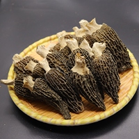 Vente en gros de champignons Morilles frais, Mycélium de culture de Morchella, Graines de champignons Morilles