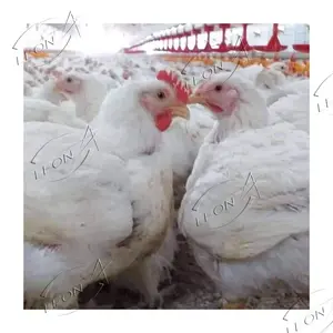 Attrezzatura completa per allevamento di pollame di alta qualità per polli da carne In etiopia