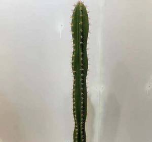 Plantas de <span class=keywords><strong>cactus</strong></span> de interior Bonsai Decoración del hogar Maceta de <span class=keywords><strong>cactus</strong></span> Planta verde artificial - Product Image 2