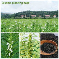 Vente en gros de graines de sésame noir pur Produit agricole Sésame noir naturel prêt pour l'expédition