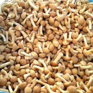 Detan Frozen <span class=keywords><strong>Nameko</strong></span> para compradores de hongos - Product Image 1