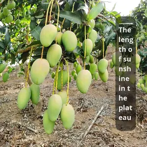 Atacado Sazonal Fresco e Grande Mangas Não-Royal Golden Manges FD Processo Seco De Taichung Agricultores - Product Image 3