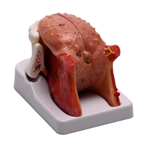 Modelo de Lengua y Mandíbula YULIN de 4 Partes, Modelo de Anatomía de la Lengua para Entrenamiento en Escuelas de Medicina, ISO/CE - Product Image 3