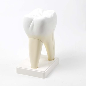 Modèle de molaire, usage dentaire, dent amovible, enseignement de l'anatomie dentaire humaine, démonstration biologique - Product Image 3