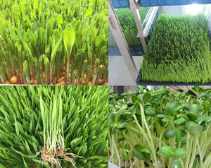 Machine hydroponique automatique pour culture verticale de fourrage, avec panneau isolant composite motorisé, capacité de 25 à 1000 kg/jour - Product Image 4