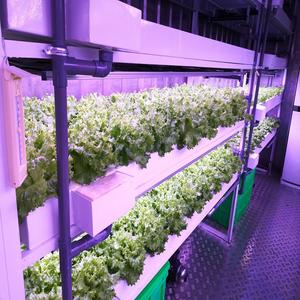 40HQ Machine automatique de plantation de fourrage hydroponique avec moteur et pompe pour usage agricole - Product Image 4