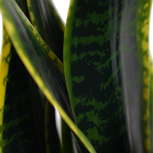 Mini árbol de agave artificial serpiente planta interior <span class=keywords><strong>Sansevieria</strong></span> bonsái para decoración del hogar en maceta interior Ornamental Mini <span class=keywords><strong>dormitorio</strong></span> de plástico - Product Image 4